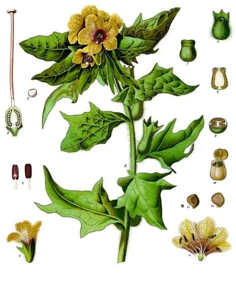 Hyosciamus niger